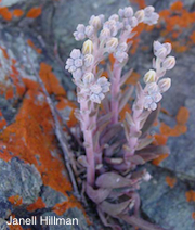 Dudleya abramsii ssp. setchellii