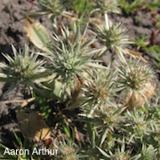 Eryngium aristulatum var. hooveri