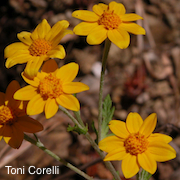 Eriophyllum latilobum