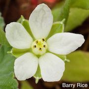 California macrophylla