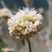 Eriogonum nudum var. decurrens