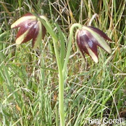 Fritillaria biflora var. ineziana