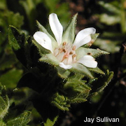 Horkelia cuneata var. sericea