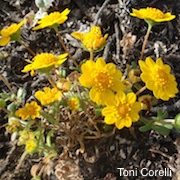 Lasthenia californica ssp. macrantha