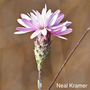 Lessingia arachnoidea