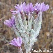 Lessingia hololeuca