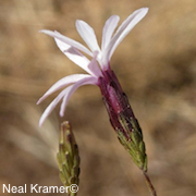 Lessingia micradenia var. glabrata