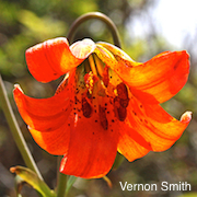 Lilium maritimum