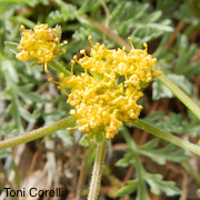 Lomatium observatorium