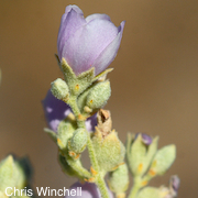 Malacothamnus davidsonii