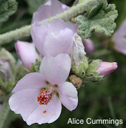 Malacothamnus arcuatus