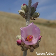 Malacothamnus hallii