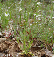 Meconella oregana