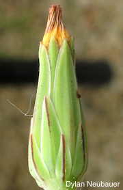 Stebbinsoseris decipiens