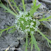 Navarretia prostrata