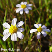 Pentachaeta bellidiflora