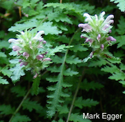 Pedicularis dudleyi