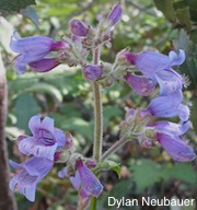 Penstemon rattanii var. kleei