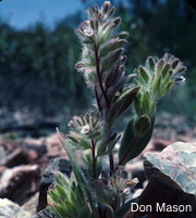 Phacelia phacelioides