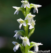 Piperia candida