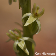 Piperia leptopetala