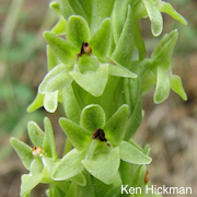 Piperia michaelii