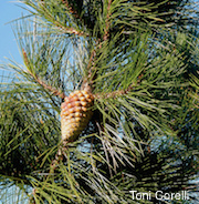 Pinus radiata