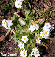 Plagiobothrys chorisianus var. chorisianus