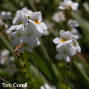 Plagiobothrys chorisianus var. hickmanii