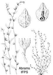 Plagiobothrys diffusus