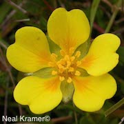 Potentilla hickmanii