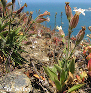 Silene verecunda ssp. verecunda