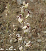 Streptanthus albidus ssp. albidus