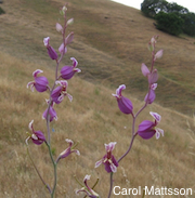 Streptanthus albidus ssp. peramoenus