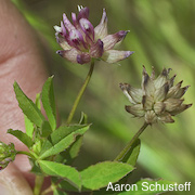 Trifolium hydrophilum