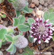 Trifolium amoenum