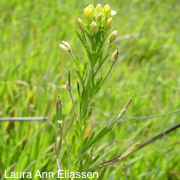 Tropidocarpum capparideum