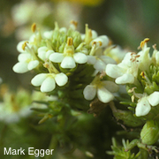 Triphysaria floribunda