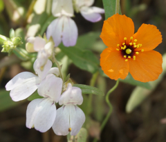 Wildflowers