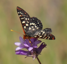 Variable Checkerspot