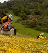 Santa Clara Valley Wildflower Guide