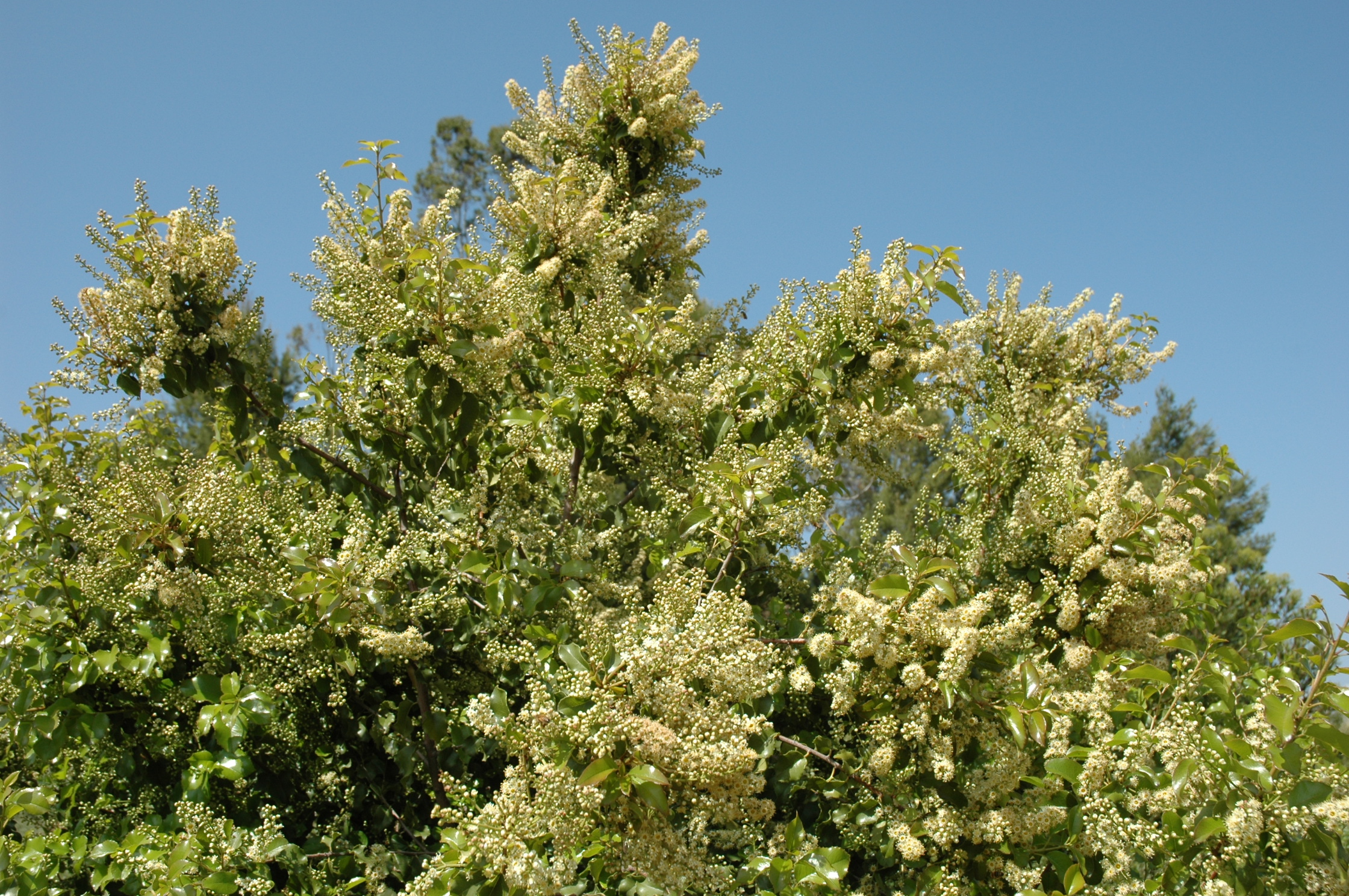 Holly-leaved cherry (Prunus ilicifolia)