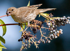 Female house finch on blue elderberry