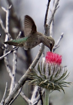 Hummer at Loma Hike