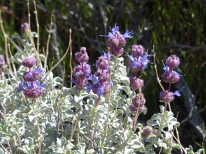 153 salvia dorrii short canyon jacobs