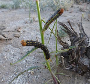 59 sphinx moth caterpillars jacobs