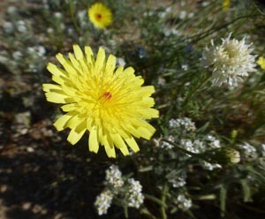 87 desert dandelion pincushion cryptantha rrsp jacobs