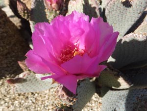 beavertail opuntia basilaris absp lohse