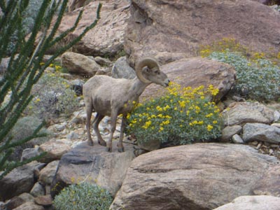 big horn sheep absp jacobs