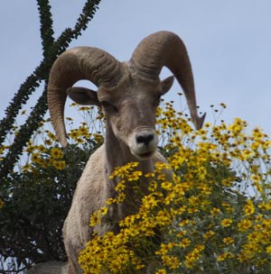 bighorn sheep anza borrego lohse